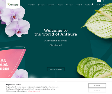 Home - Anthura dendrobium orchids