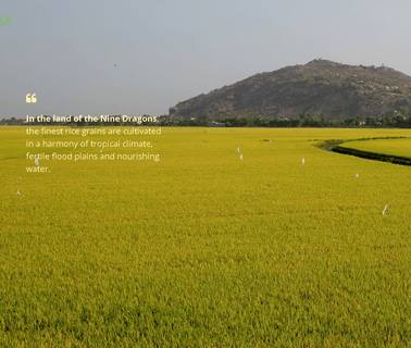 Lotus Rice Viet Nam Co round organic