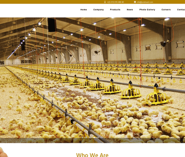 United Trade Co hatchery chicks