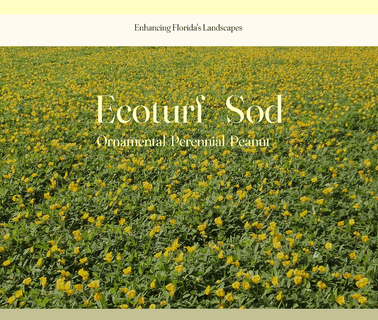 Home - Ecoturf Sod drought tolerant