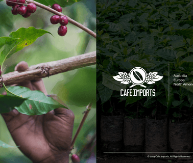 Home - Cafe Imports coffees wholesale