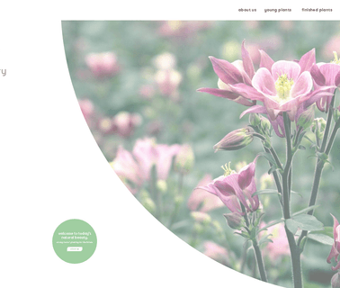 Natural Beauty annuals seeds