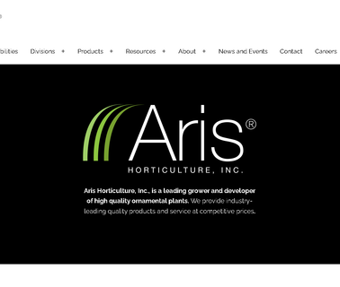 Aris/Green Leaf Plants potted roses