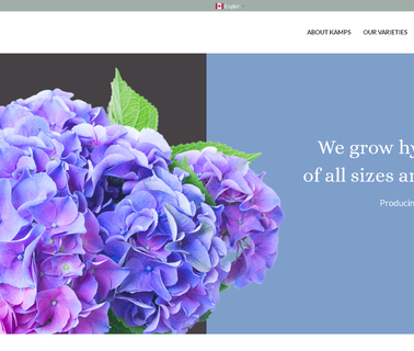 Kamps Hydrangea potted